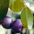 Coastal Cherry; Oily Satinash